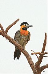 Campo Flicker